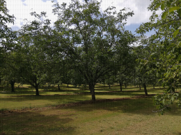 Verger de noyers, Molières (24)
